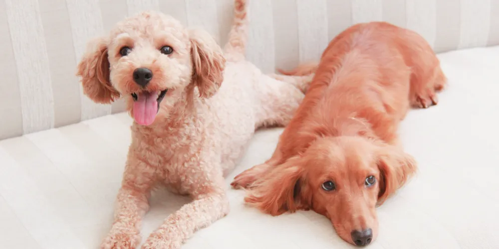 ワンちゃんのストレス