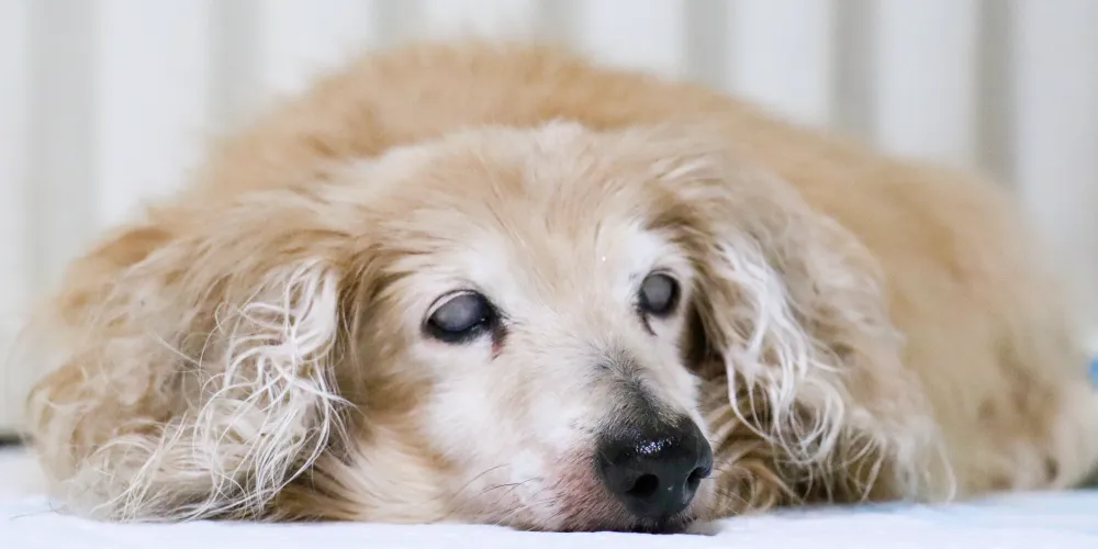 特別なケアが必要なワンちゃん